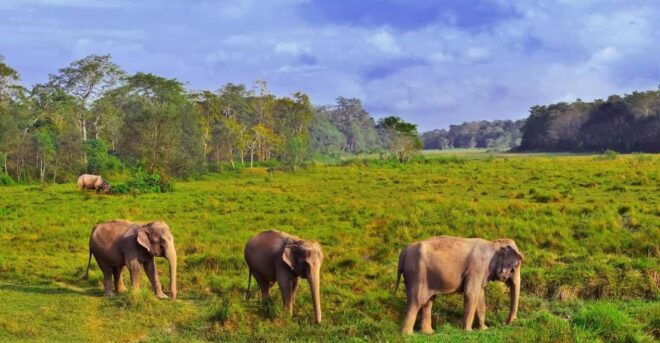 3-Day Chitwan Safari Tour With Hotel Transfers, Kathmandu - Day 1 Highlights