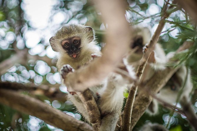 3 Day Classic Kruger National Park Safari - Traveler Tips