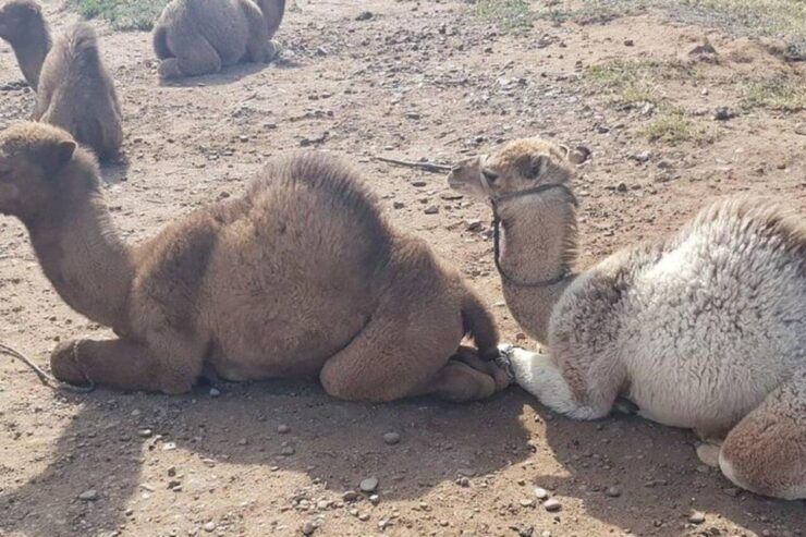 3-Day Desert Excursion From Tangier - Luxurious Desert Camp Experience