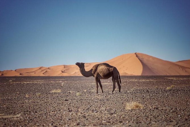 3-Day Desert Tour Marrakech to Fes via Merzouga - Start and End Points