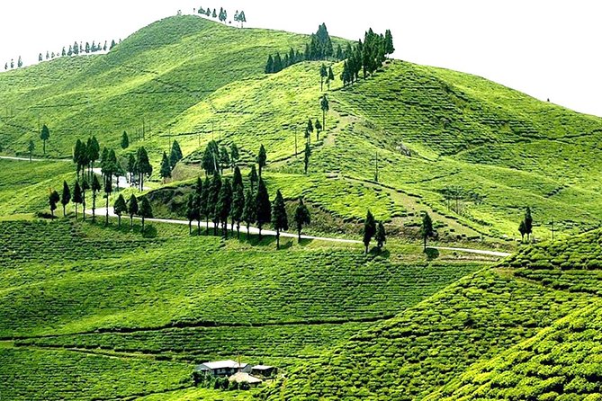 3-Day Eastern Paradise Ilam Tour From Kathmandu - Flight From Kathmandu to Ilam