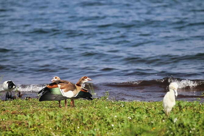 3 Day Eco Camping Tour Uganda: Hikes, Birdwatching & Chimpanzees. - Frequently Asked Questions