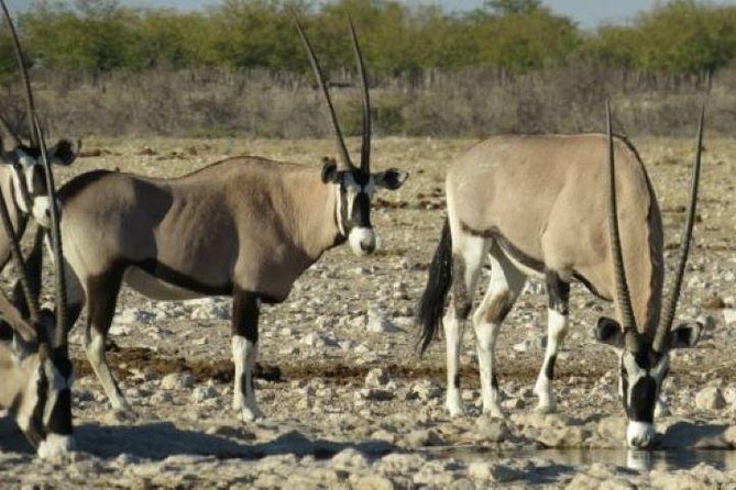 3 Day Etosha (Accommodated) Guided Tour - Booking and Pricing Information