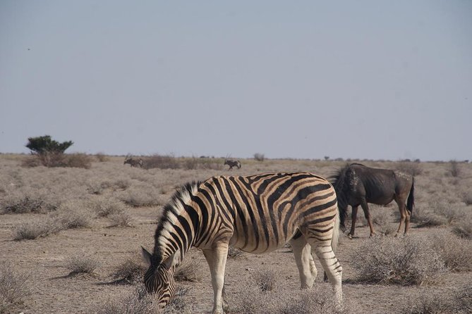 3 Day Etosha (Accommodated) Guided Tour - The Sum Up