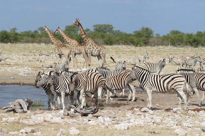 3 Day Etosha Private Guided Safari - Good To Know