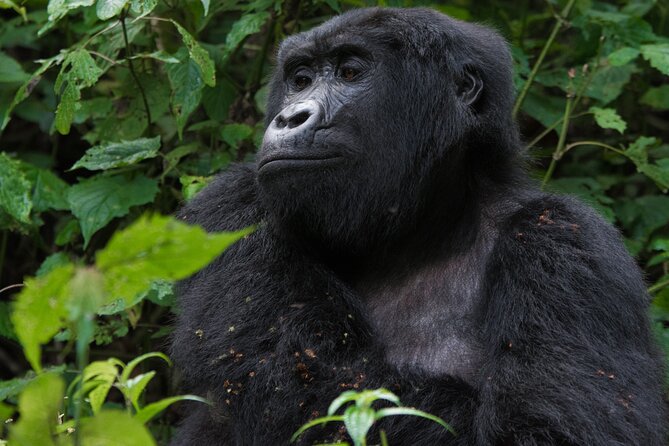 3-Day Gorilla &Golden Monkeys Experience - Good To Know
