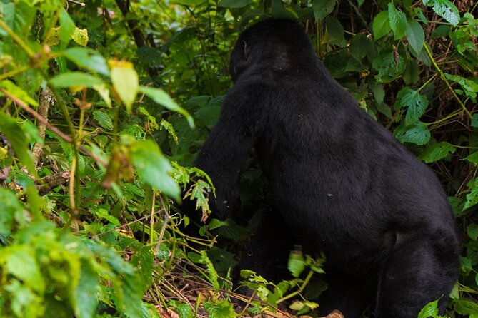 3-Day Gorilla &Golden Monkeys Experience - Price Details