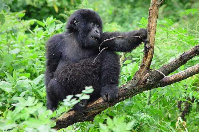 3 Day Gorilla Trekking Budget Safari at Bwindi National Park - Good To Know