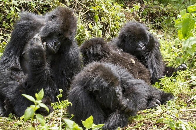 3 Day Gorilla Trekking Budget Safari at Bwindi National Park - Itinerary Details