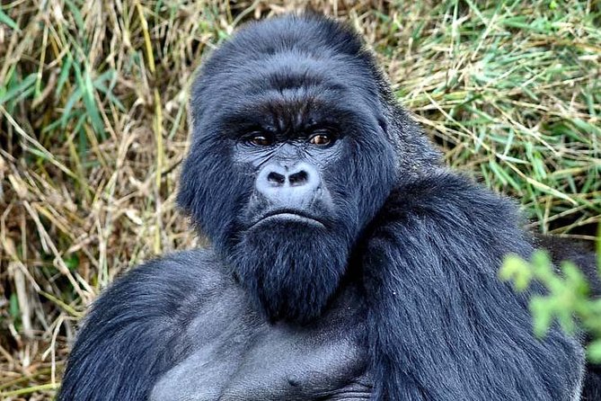 3 Day Gorilla Trekking Budget Safari at Bwindi National Park - Booking Process
