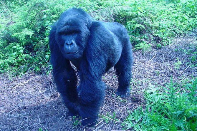 3 Day Gorilla Trekking Budget Safari at Bwindi National Park - What to Expect