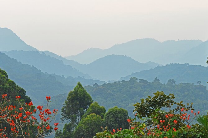 3 Day Guided Gorilla Tracking Safari At Bwindi National Park - Safety Guidelines