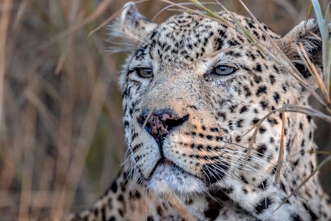 3-Day Guided Kruger National Park Safari Tour From Johannesburg - Inclusions and Services