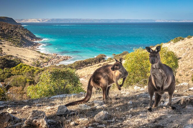 3-Day Guided Sea Dragon Kangaroo Island Experience - Additional Information
