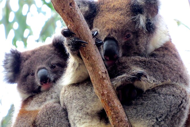 3-Day Guided Sea Dragon Kangaroo Island Experience - Directions