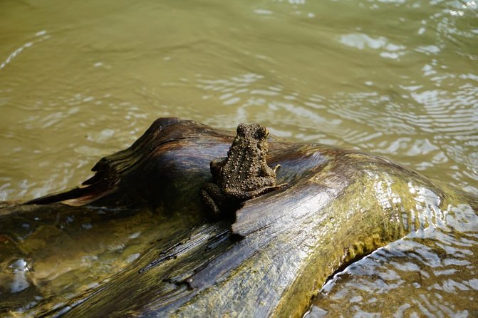 3-Day Gunung Leuser National Park Orangutan Trek (Feb ) - Trek Highlights