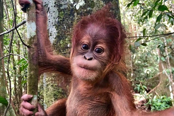 3-Day Gunung Leuser National Park Orangutan Trek (Feb ) - Trek Itinerary