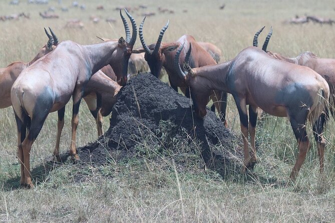 3 Day Honeymoon Mara Sarova Flying Safari Package - Transport Information