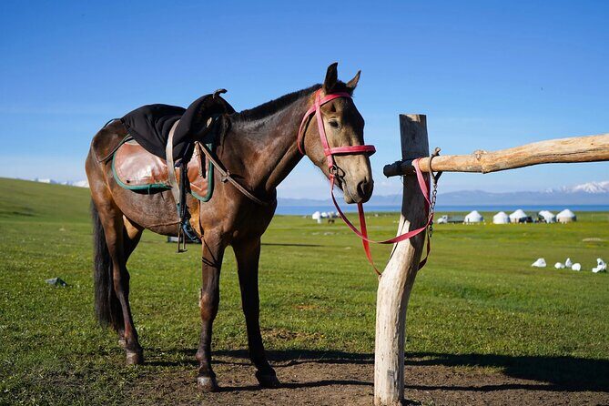 3 Day Horse Tracking to Song Kul Small Group Tour - Good To Know