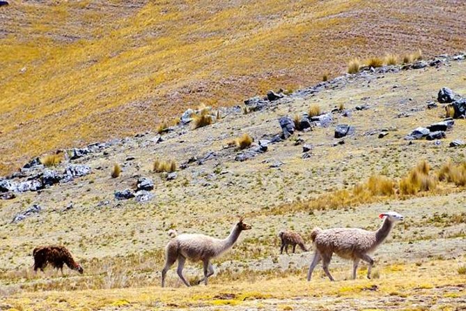 3-Day Huchuy Qosqo Trek to Machu Picchu Private Service - Overview and Highlights