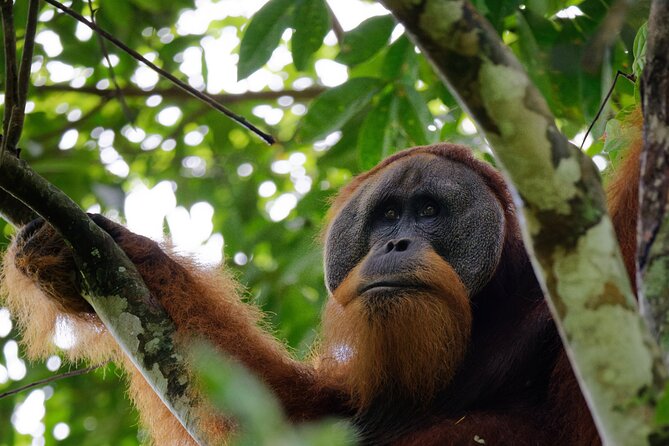3-Day Indonesia Tour: Bukit Lawang, Gunung Leuser Park  - Medan - Inclusions