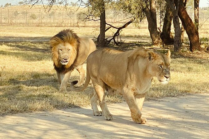 3-Day Johannesburg Tour With Pilanesberg National Park Safari - Day 2: Pilanesberg National Park Safari