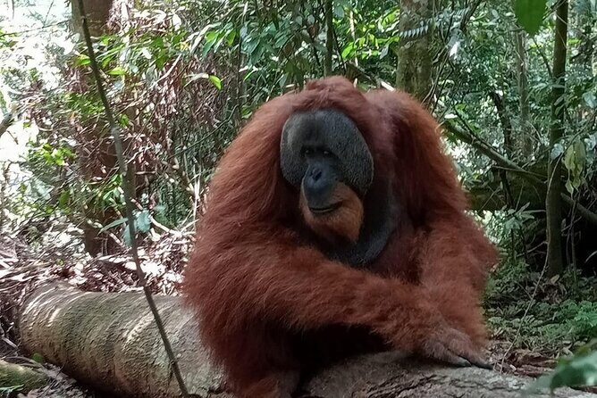 3-Day Jungle Trekking and Art Workshop in Bukit Lawang - Who Is This Tour Best For?