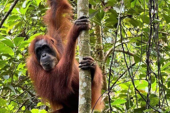 3-Day Jungle Trekking and Art Workshop in Bukit Lawang - Final Thoughts: Who Is This Tour For?
