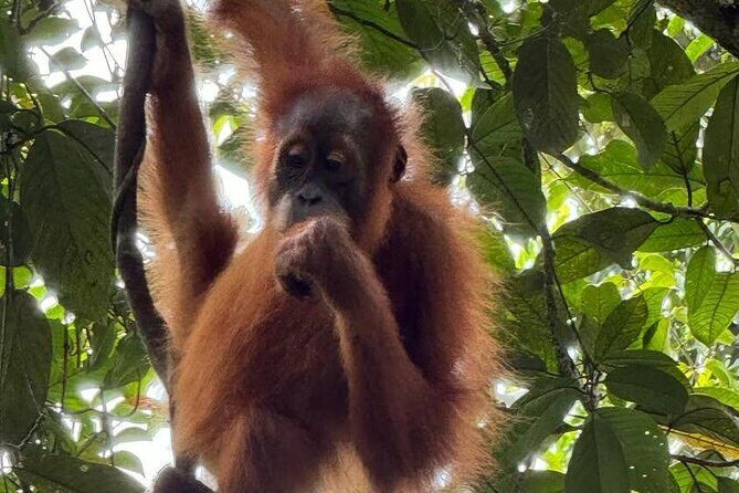 3-Day Jungle Trekking and Art Workshop in Bukit Lawang - FAQs