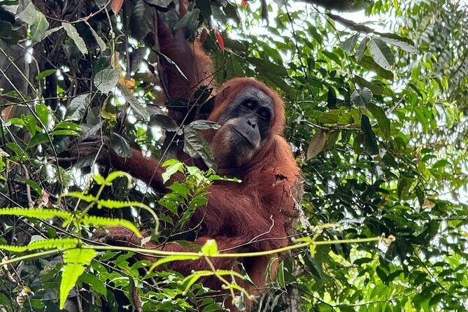 3-Day Jungle Trekking and Art Workshop in Bukit Lawang - The Sum Up