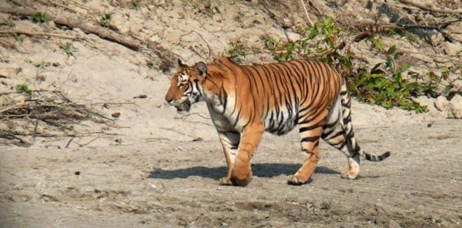 3-Day Kathmandu/Pokhara: Chitwan Jungle Tour-Includes Meals - Activities and Experiences
