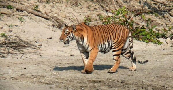 3-Day Kathmandu/Pokhara: Chitwan Jungle Tour-Includes Meals - Questions You May Have