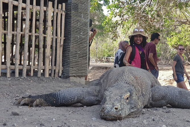 3-Day Komodo Island Tour With or Without Roundtrip Flight From Bali - Tour Itinerary