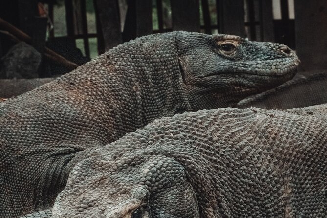 3-Day Komodo National Park Tour: Komodo Island and Rinca Island Trek - Tour Highlights