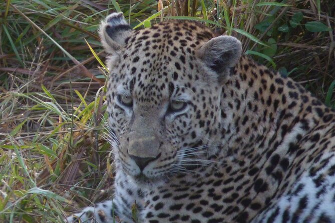 3-Day Kruger National Park Experience - Day 2: Morning Safari and Bush Walk