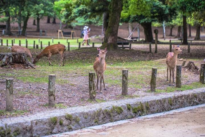3 Day Kyoto, Osaka & Nara Tour from Tokyo by Tourist Journey - What the price covers, and what it does not
