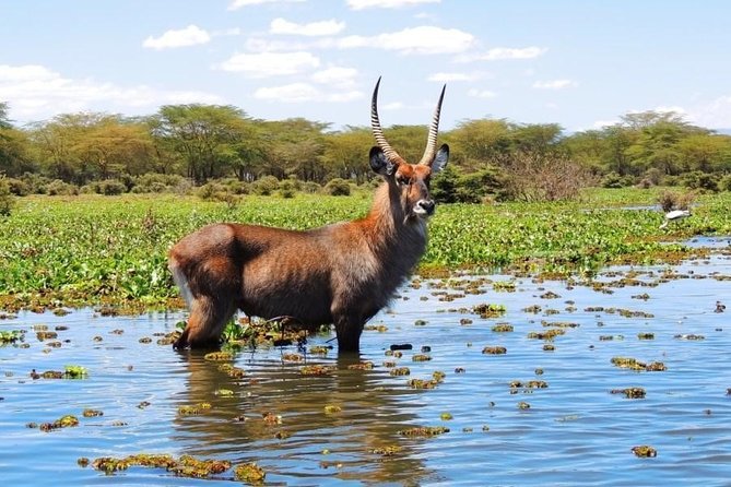 3-Day Lake Naivasha and Nakuru National Park Superior - Wildlife Safari Experience