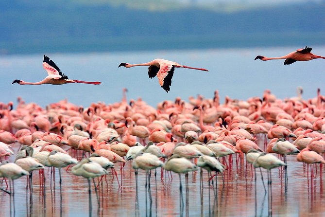 3-Day Lake Naivasha and Nakuru National Park Superior - Frequently Asked Questions
