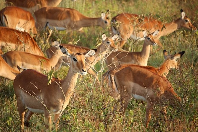 3-Day Lake Naivasha and Nakuru National Park Superior - The Sum Up