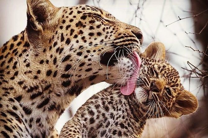 3-Day Lodge Safari-Tarangire, Manyara, Ngorongoro Crater - Refund and Cancellation Policy