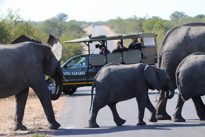 3 Day Lodge/Treehouse Kruger National Park Safari - Tour Details