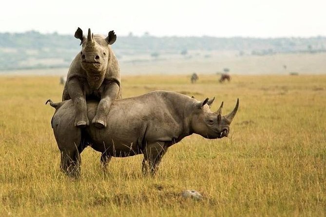 3 Day Maasai Mara Adventure Group Safari - Group Size Limit