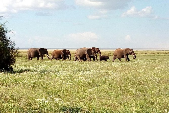 3 Day Maasai Mara & Migration Safari - Tour Highlights