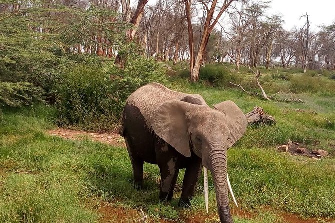 3 Day Maasai Mara & Migration Safari - Practical Information