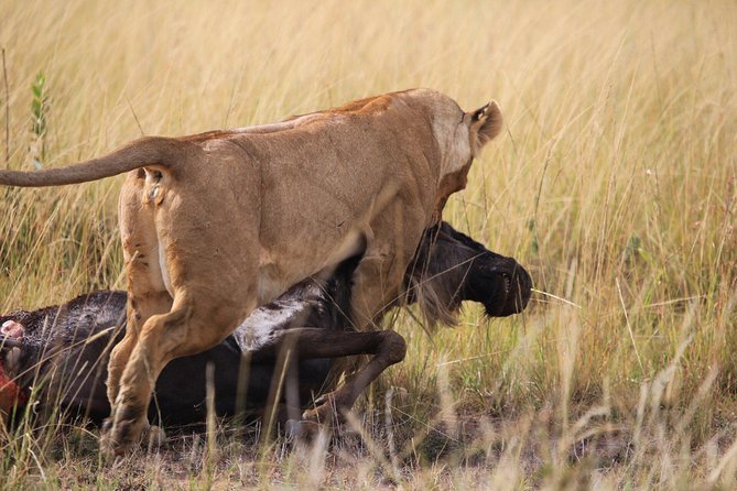 3-Day Maasai Mara Safari at Sopa Lodge From Nairobi - Accommodation Details