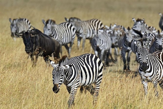 3-Day Maasai Mara Safari at Sopa Lodge From Nairobi - Meals and Dining Options