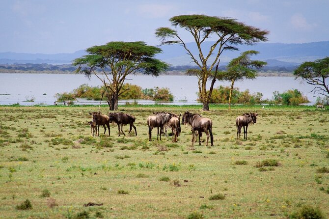 3-Day Maasai Mara Safari Tour From Nairobi - Accessibility Details