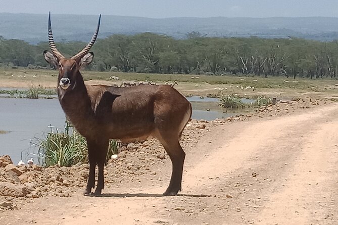 3-Day Maasai Mara Safari Tour From Nairobi - Reviews and Ratings