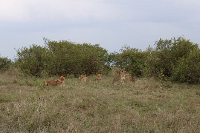 3-Day Maasai Mara Sharing Safari in a 4x4 Land Cruiser Jeep - Important Information