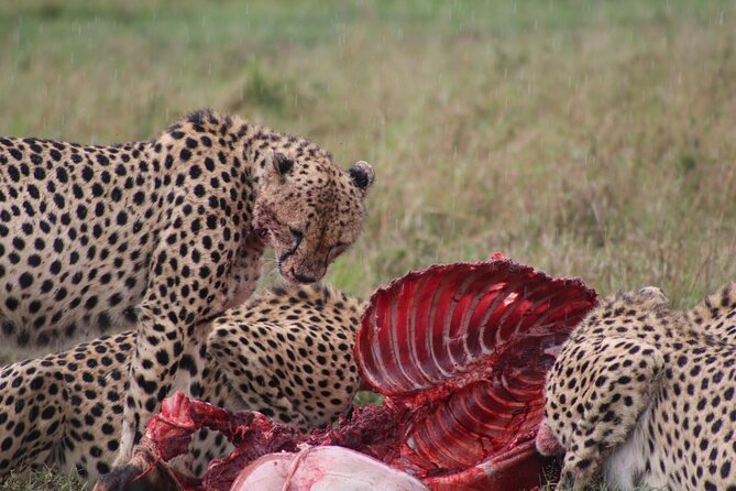 3-Day Maasai Mara Sharing Safari in a 4x4 Land Cruiser Jeep - Tour Operator Details